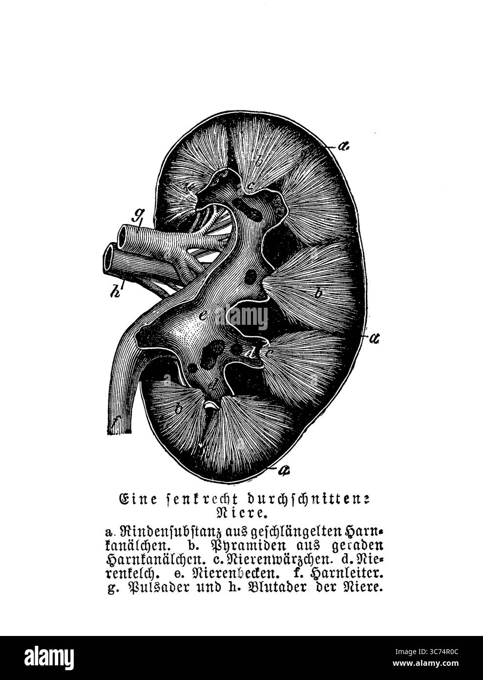 Anatomie : coupe verticale d'un rein, gravure du XIXe siècle avec descriptions allemandes Banque D'Images