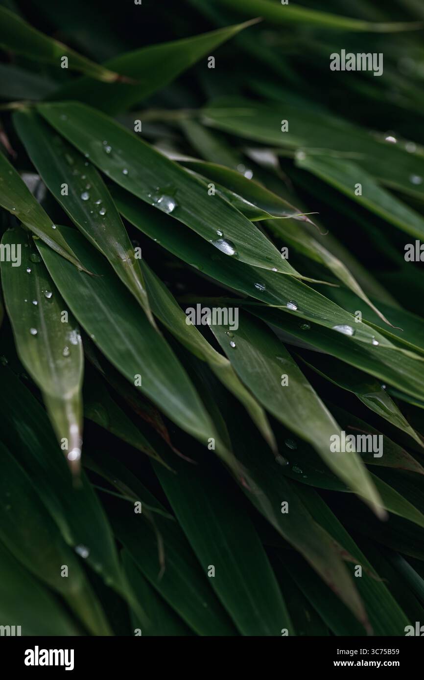 Gros plan de feuilles vertes avec des gouttes d'eau. Fond de concept de nature. Banque D'Images