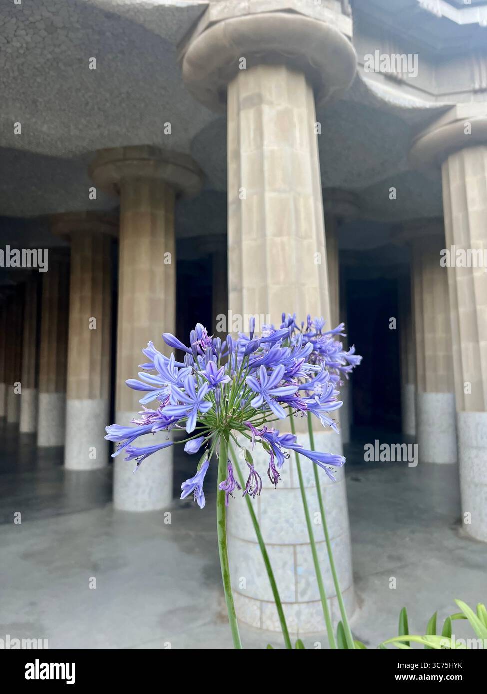 Fleur violette au premier plan encadrant les colonnes de la salle Hypostyle du Parc Güell, conçue par Antoni Gaudí, Barcelone, Catalogne, Espagne. - Image de stock capturée avec un smartphone