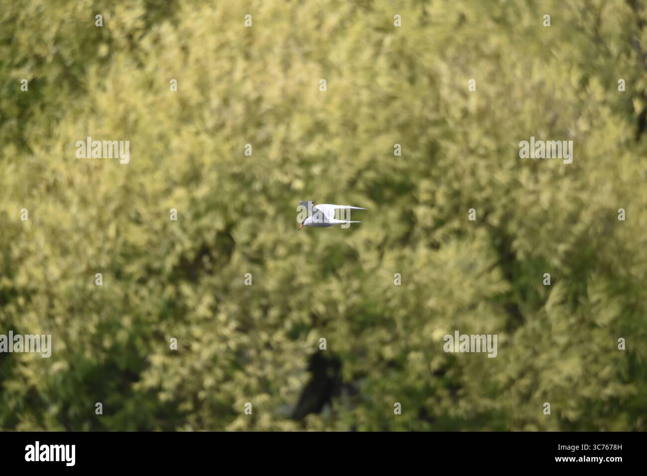 Vue lointaine d'une Terne commune (Sterna hirundo) volant de droite à gauche contre un fond d'arbres lors d'une journée ensoleillée au Royaume-Uni en juillet Banque D'Images