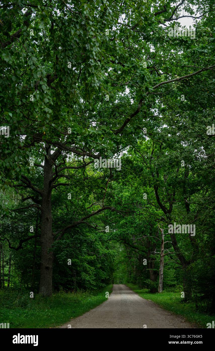 Sentier bordé d'arbres serpentant à travers la canopée dense de la forêt verte créant un effet tunnel naturel dans les bois d'été Banque D'Images