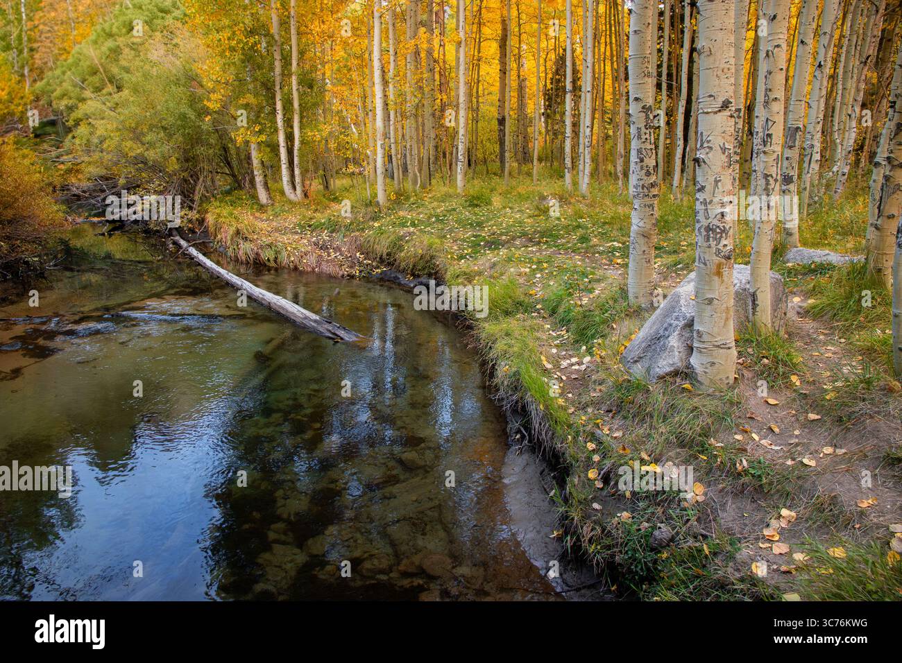 Beauté serine le long de Lee Vining Creek pendant les couleurs d'automne dans la sierra orientale. Banque D'Images