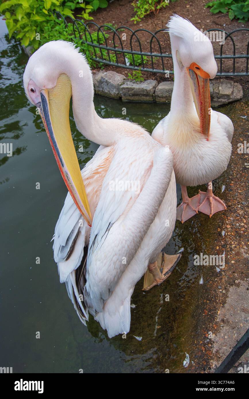 Les grands pélicans blancs (genre Pelecanus) se préparent à St James's Park, Londres, Angleterre, Royaume-Uni. Le preening est un comportement d'entretien des oiseaux. Banque D'Images