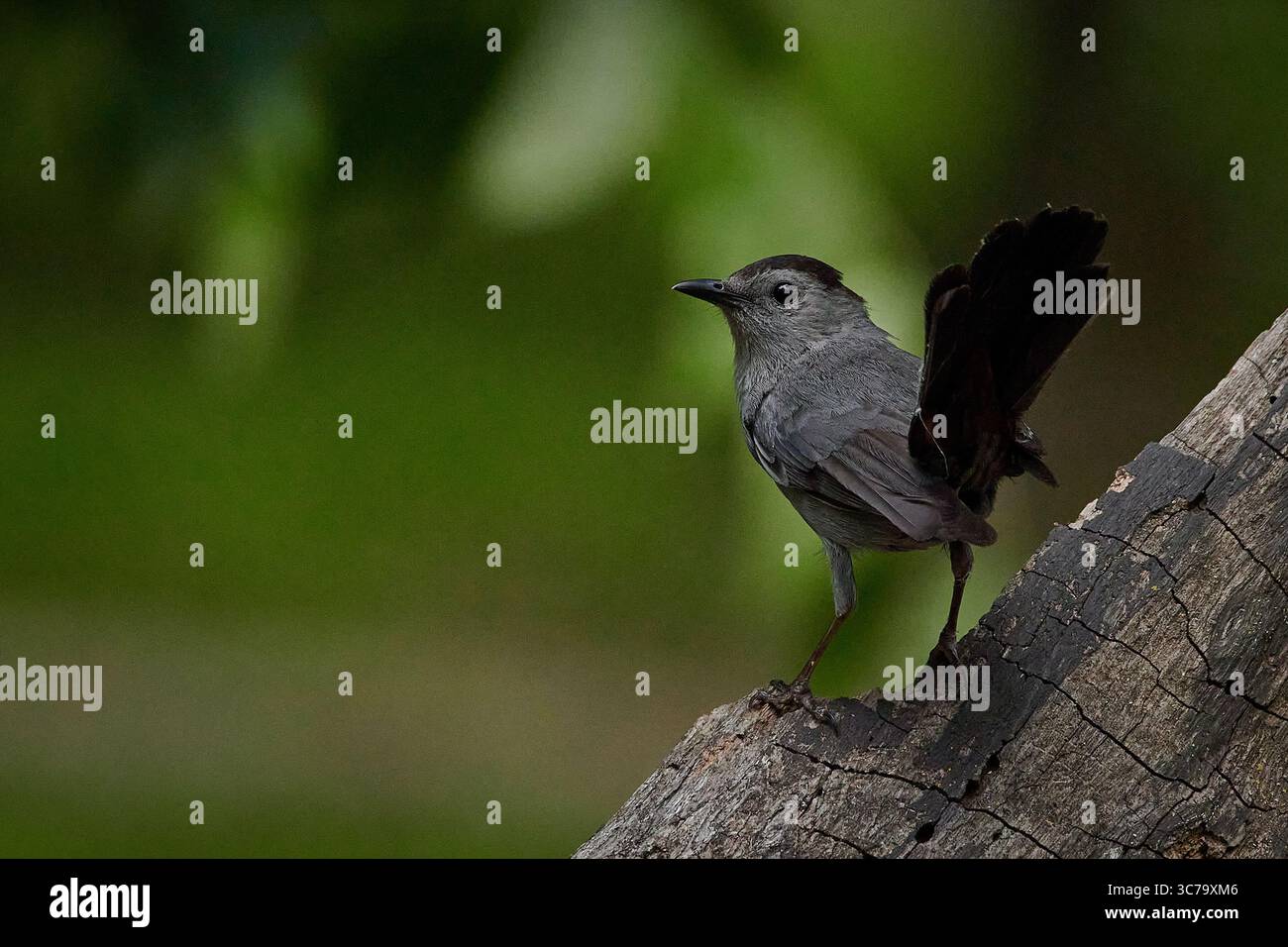 Oiseau de chat gris Banque D'Images