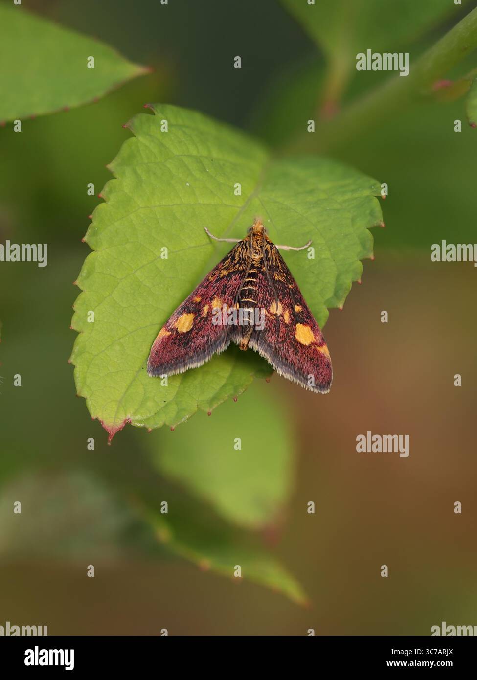 vue rapprochée dorsale d'un papillon de menthe violet et jaune coloré avec des ailes ouvertes sur une feuille verte Banque D'Images