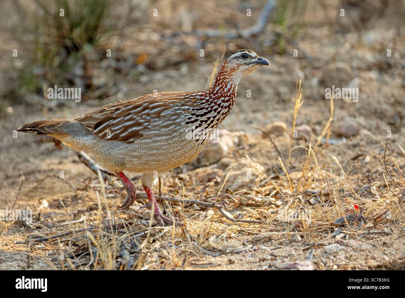 Crête Francolin Ortygornis sephaena Kruger Nationla Park, Afrique du Sud 15 août 2018 adulte Phasianidae Banque D'Images