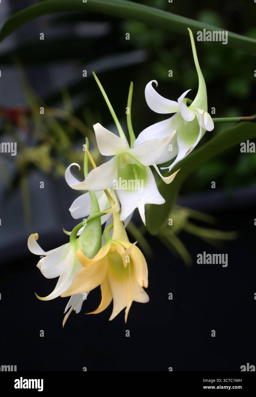 Robustes Sobennikoffia, Sobennikoffia robusta, Orchidaceae. Nord-Ouest de Madagascar, Afrique. SYN. Angraecum robustum. Banque D'Images