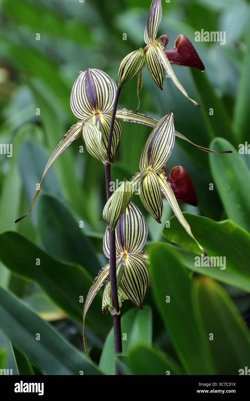 Or d'orchidée de Kinabalu ou orchidée de pantoufle de Rothschild, Paphiopedilum rothschildianum, Orchidaceae. Île de Bornéo, Malaisie, Asie. Vue arrière. Banque D'Images