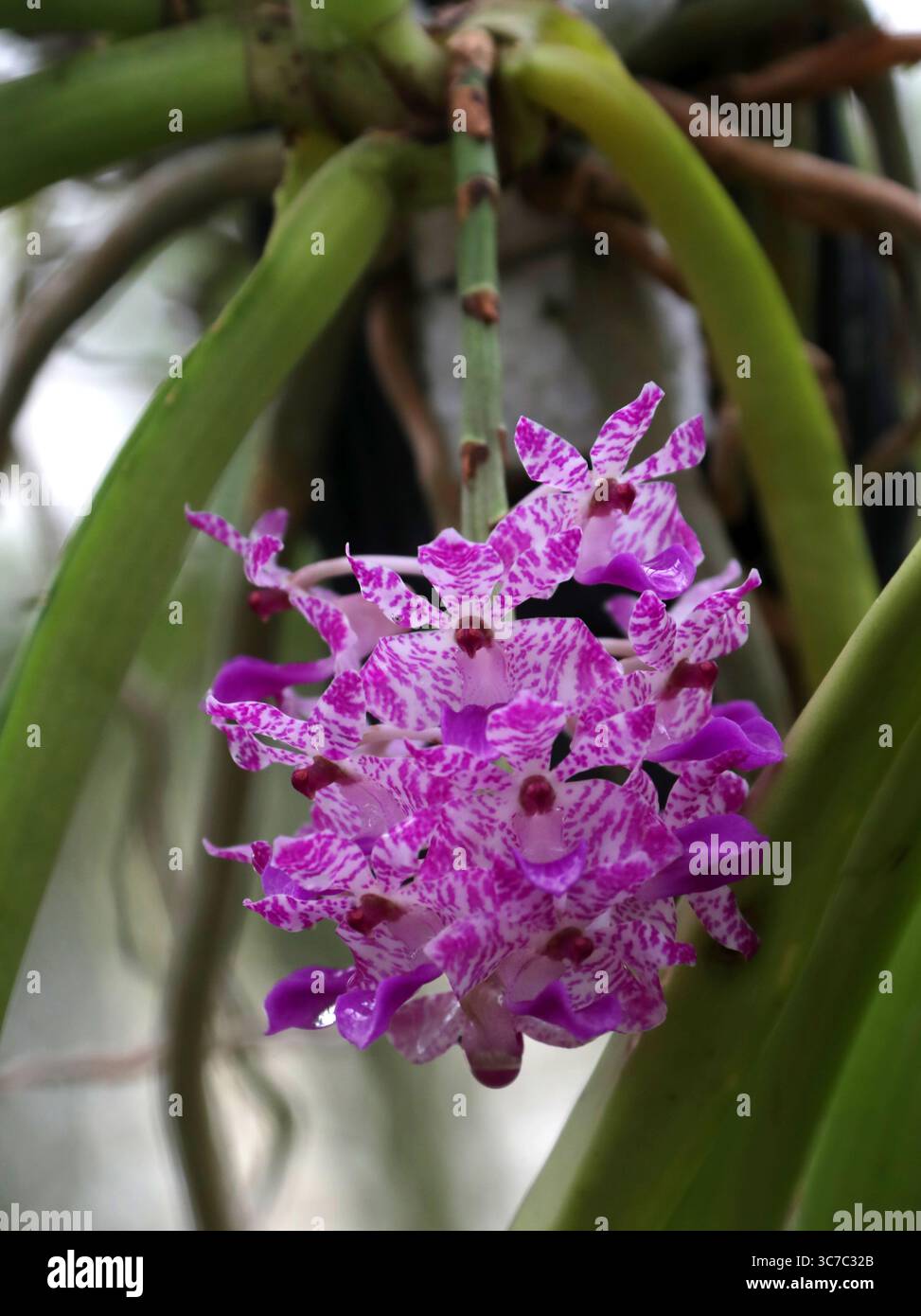 Orchidée Foxtail, Rhynchostylis retusa, Orchidaceae. Asie. Rhynchostylis retusa (aussi appelé orchidée de queue de foxtail) est une orchidée de l'alliance Vanda. Banque D'Images