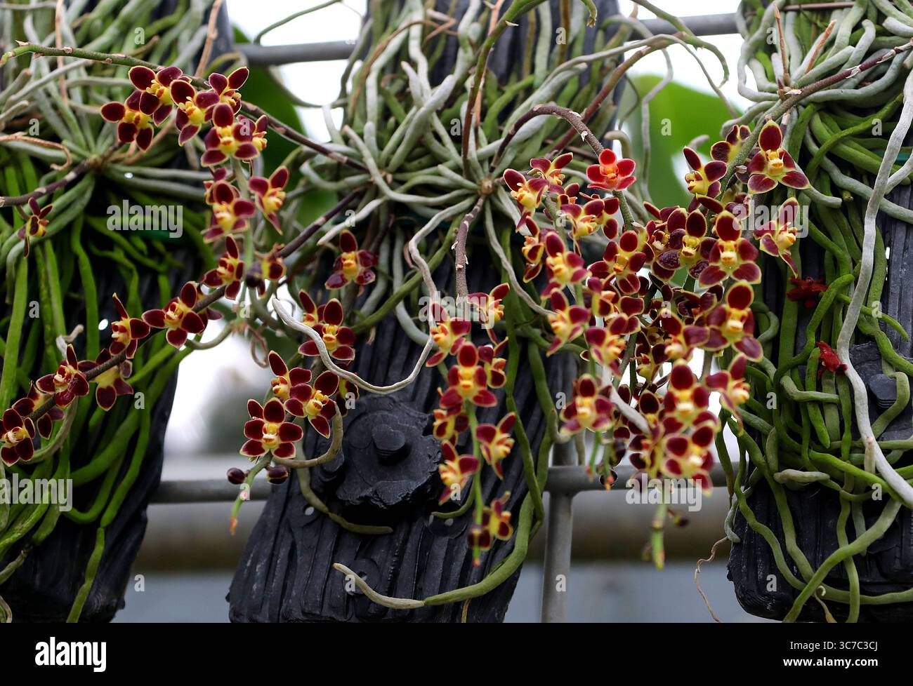 Lune Chilochista ou orchidée fantôme asiatique, Chiloschista lunifera, Orchidaceae. Asie. Chiloschista lunifera se trouve dans l'est de l'Himalaya, en Inde. Banque D'Images