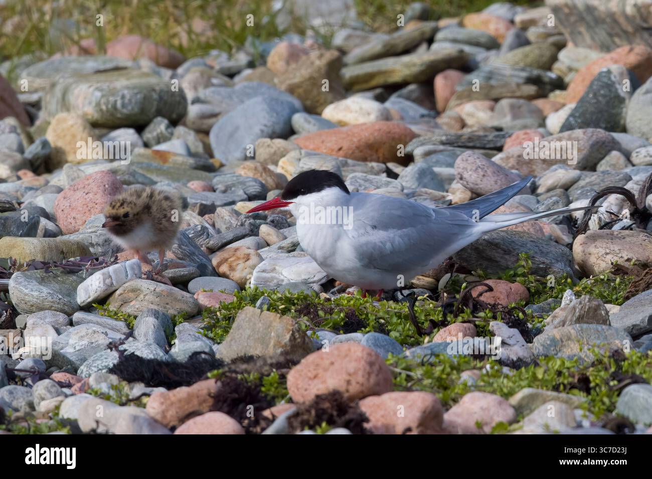 Sterne arctique dans le plumage de reproduction avec un poussin sur Shetland Écosse Banque D'Images