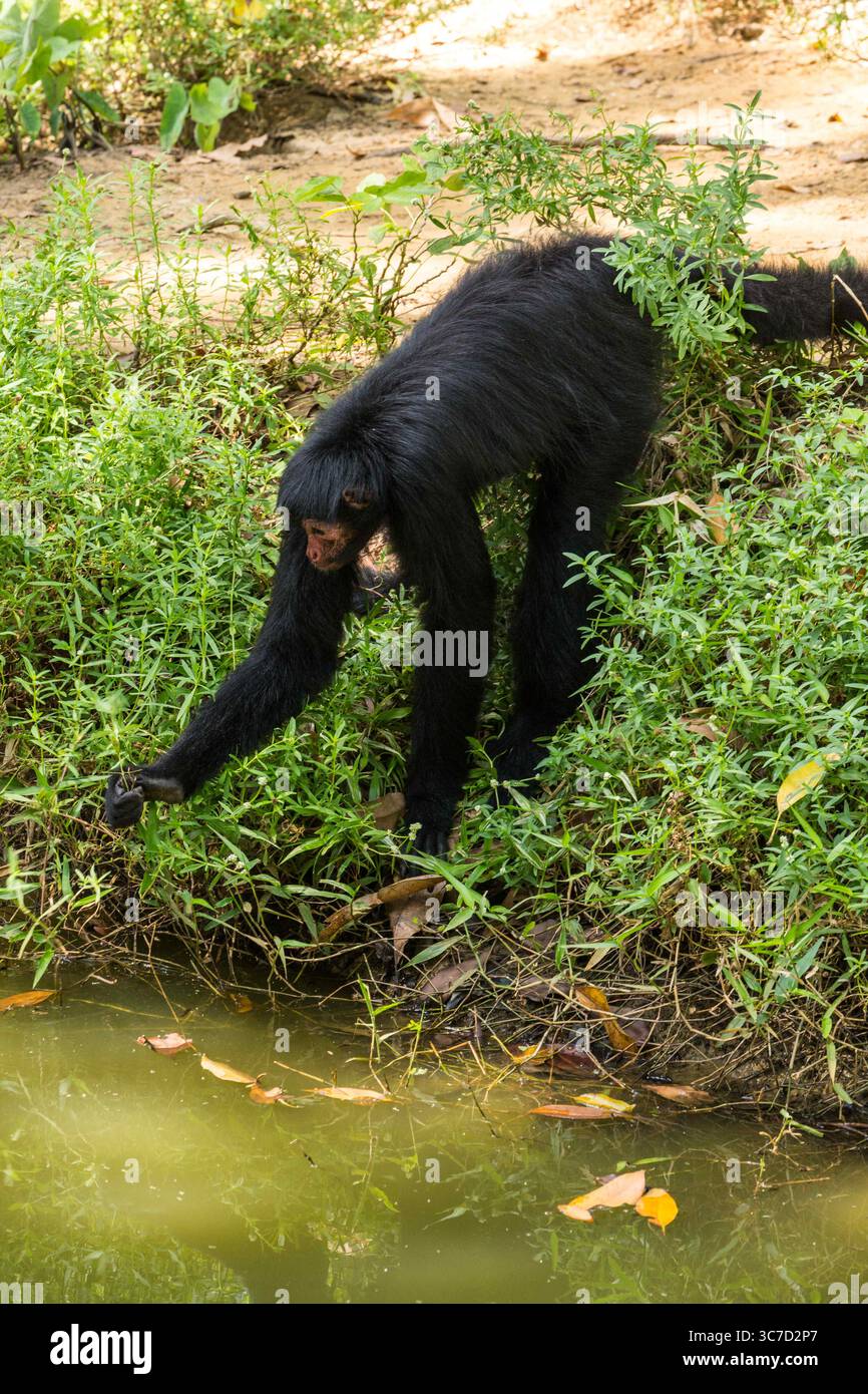 29 septembre 2016, Paramaribo, Province de Paramaribo, Suriname : le singe araignée noire, singe araignée à face rouge ou singe araignée de Guyane est originaire de Guyane, Guyane française, Suriname et du nord-est du Brésil. (Crédit image : © Jon G. Fuller/VW pics via ZUMA Wire) Banque D'Images