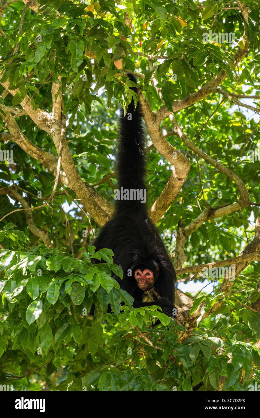29 septembre 2016, Paramaribo, Province de Paramaribo, Suriname : le singe araignée noire, singe araignée à face rouge ou singe araignée de Guyane est originaire de Guyane, Guyane française, Suriname et du nord-est du Brésil. (Crédit image : © Jon G. Fuller/VW pics via ZUMA Wire) Banque D'Images