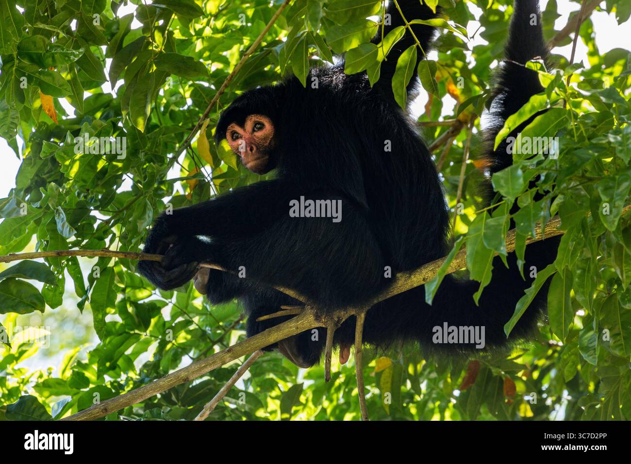 29 septembre 2016, Paramaribo, Province de Paramaribo, Suriname : le singe araignée noire, singe araignée à face rouge ou singe araignée de Guyane est originaire de Guyane, Guyane française, Suriname et du nord-est du Brésil. (Crédit image : © Jon G. Fuller/VW pics via ZUMA Wire) Banque D'Images