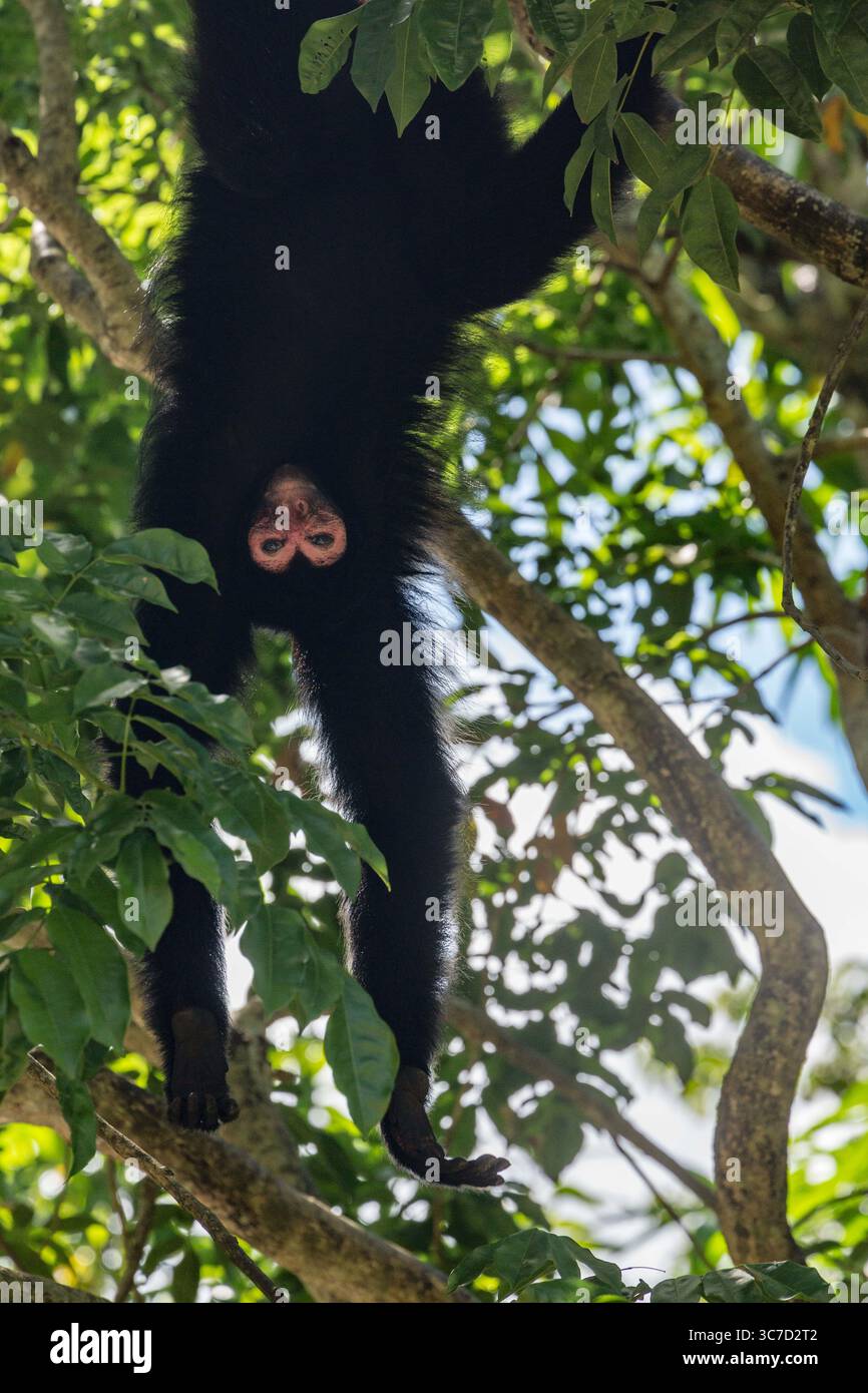 29 septembre 2016, Paramaribo, Province de Paramaribo, Suriname : le singe araignée noire, singe araignée à face rouge ou singe araignée de Guyane est originaire de Guyane, Guyane française, Suriname et du nord-est du Brésil. (Crédit image : © Jon G. Fuller/VW pics via ZUMA Wire) Banque D'Images