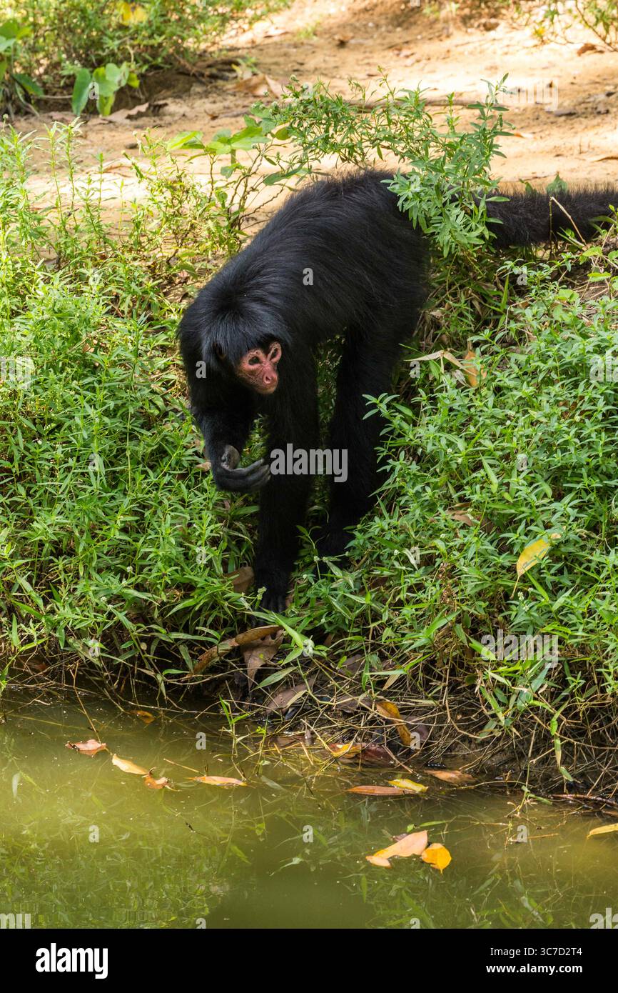 29 septembre 2016, Paramaribo, Province de Paramaribo, Suriname : le singe araignée noire, singe araignée à face rouge ou singe araignée de Guyane est originaire de Guyane, Guyane française, Suriname et du nord-est du Brésil. (Crédit image : © Jon G. Fuller/VW pics via ZUMA Wire) Banque D'Images
