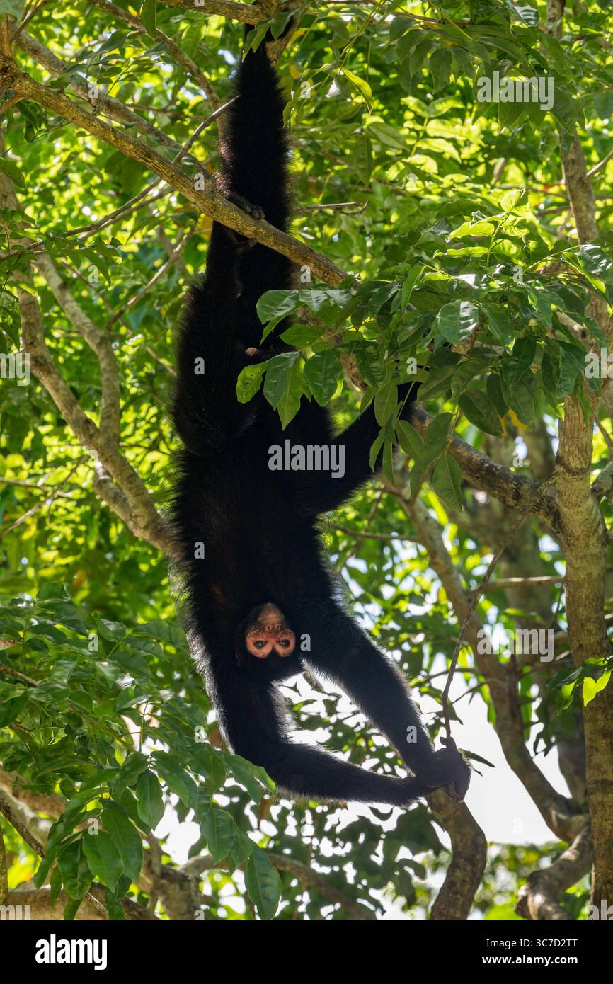 29 septembre 2016, Paramaribo, Province de Paramaribo, Suriname : le singe araignée noire, singe araignée à face rouge ou singe araignée de Guyane est originaire de Guyane, Guyane française, Suriname et du nord-est du Brésil. (Crédit image : © Jon G. Fuller/VW pics via ZUMA Wire) Banque D'Images