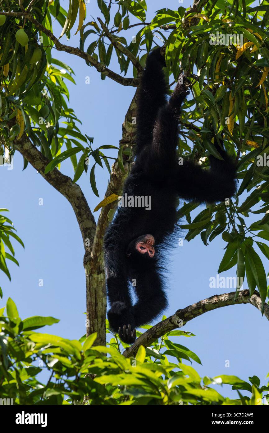 29 septembre 2016, Paramaribo, Province de Paramaribo, Suriname : le singe araignée noire, singe araignée à face rouge ou singe araignée de Guyane est originaire de Guyane, Guyane française, Suriname et du nord-est du Brésil. (Crédit image : © Jon G. Fuller/VW pics via ZUMA Wire) Banque D'Images