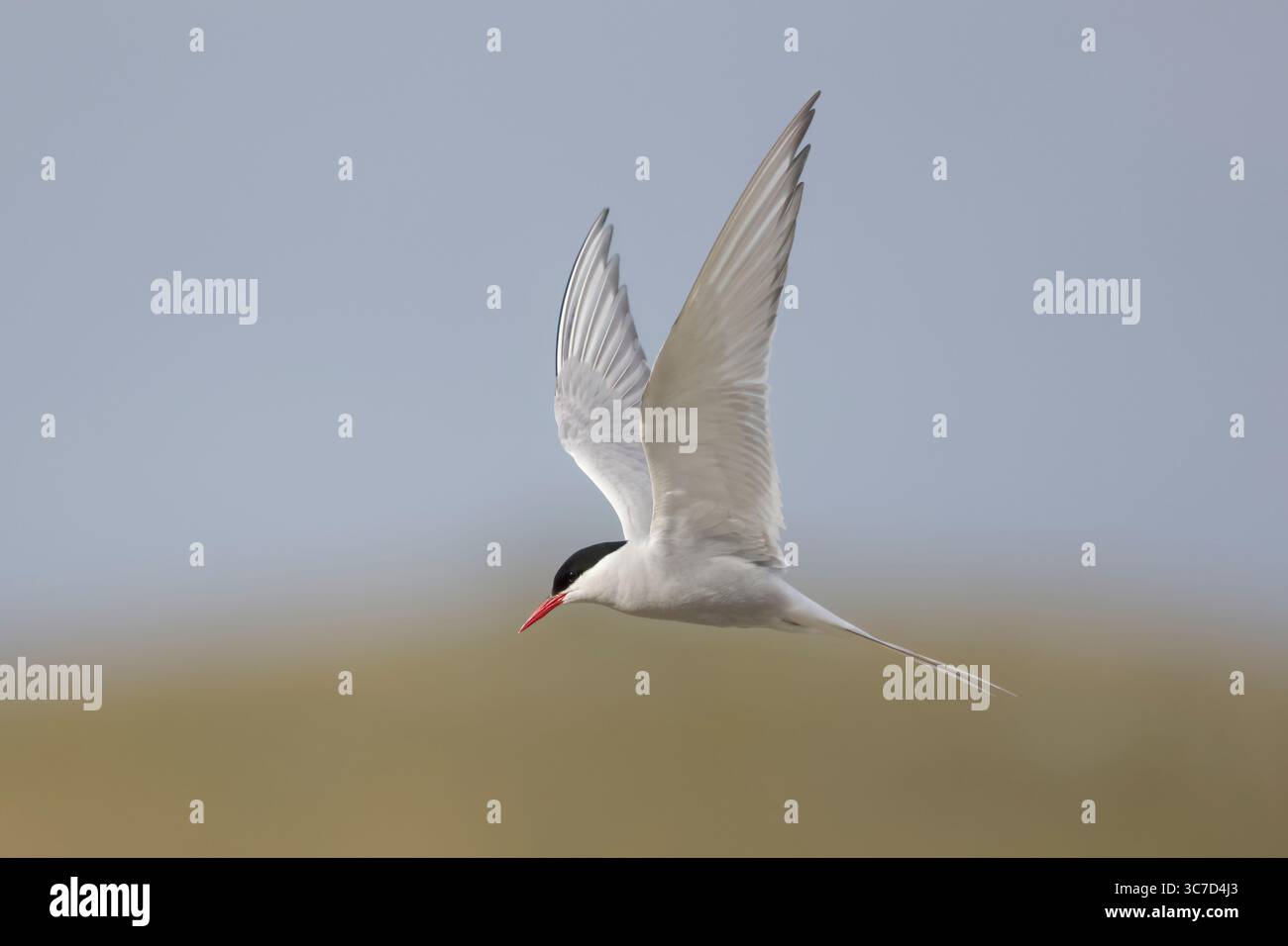 Sterne arctique dans le plumage de reproduction en vol sur Shetland Écosse Banque D'Images