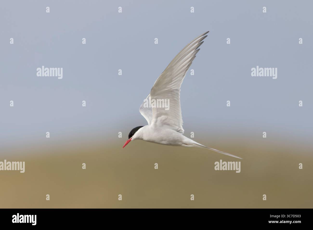 Sterne arctique dans le plumage de reproduction en vol sur Shetland Écosse Banque D'Images