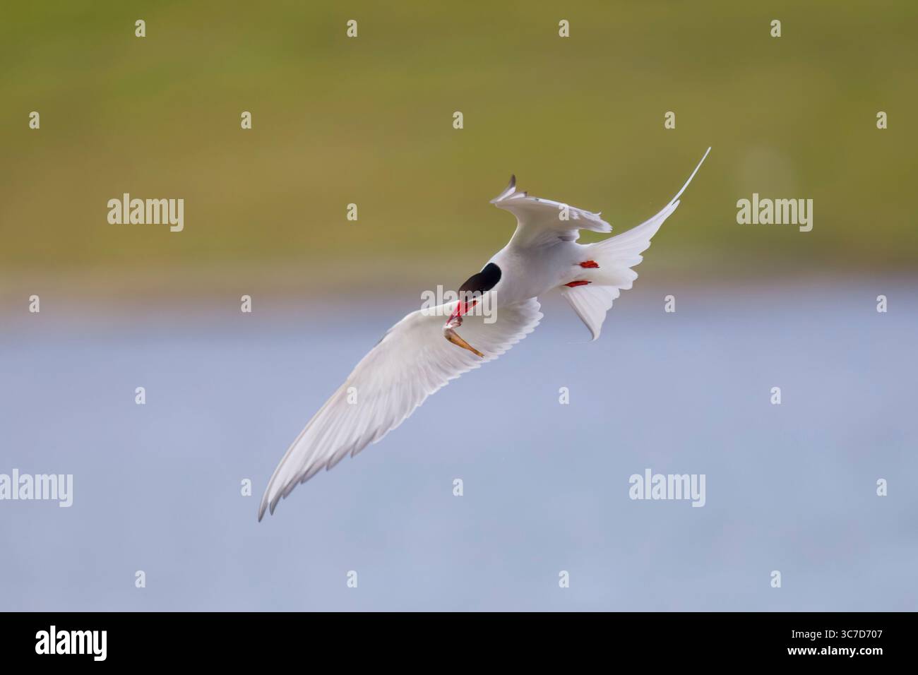 Sterne arctique dans le plumage de reproduction en vol avec un poisson sur Shetland Écosse Banque D'Images