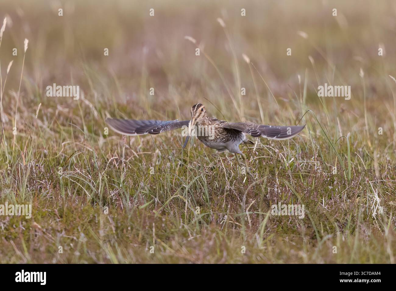 Common Snipe décolle sur les Shetlands en Écosse Banque D'Images