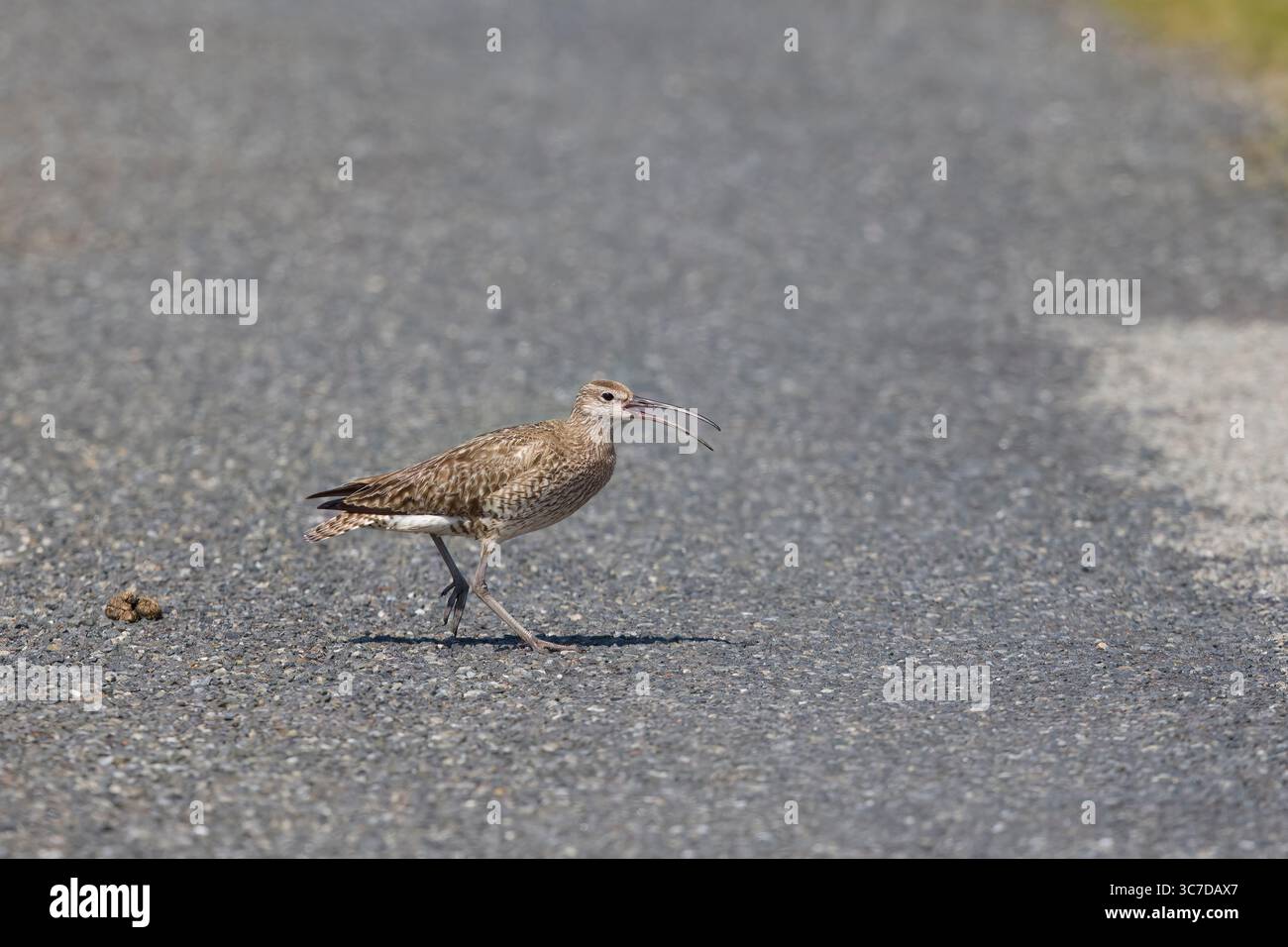 Whimbrel sur une route sur Mainland Shetland Scotland Banque D'Images