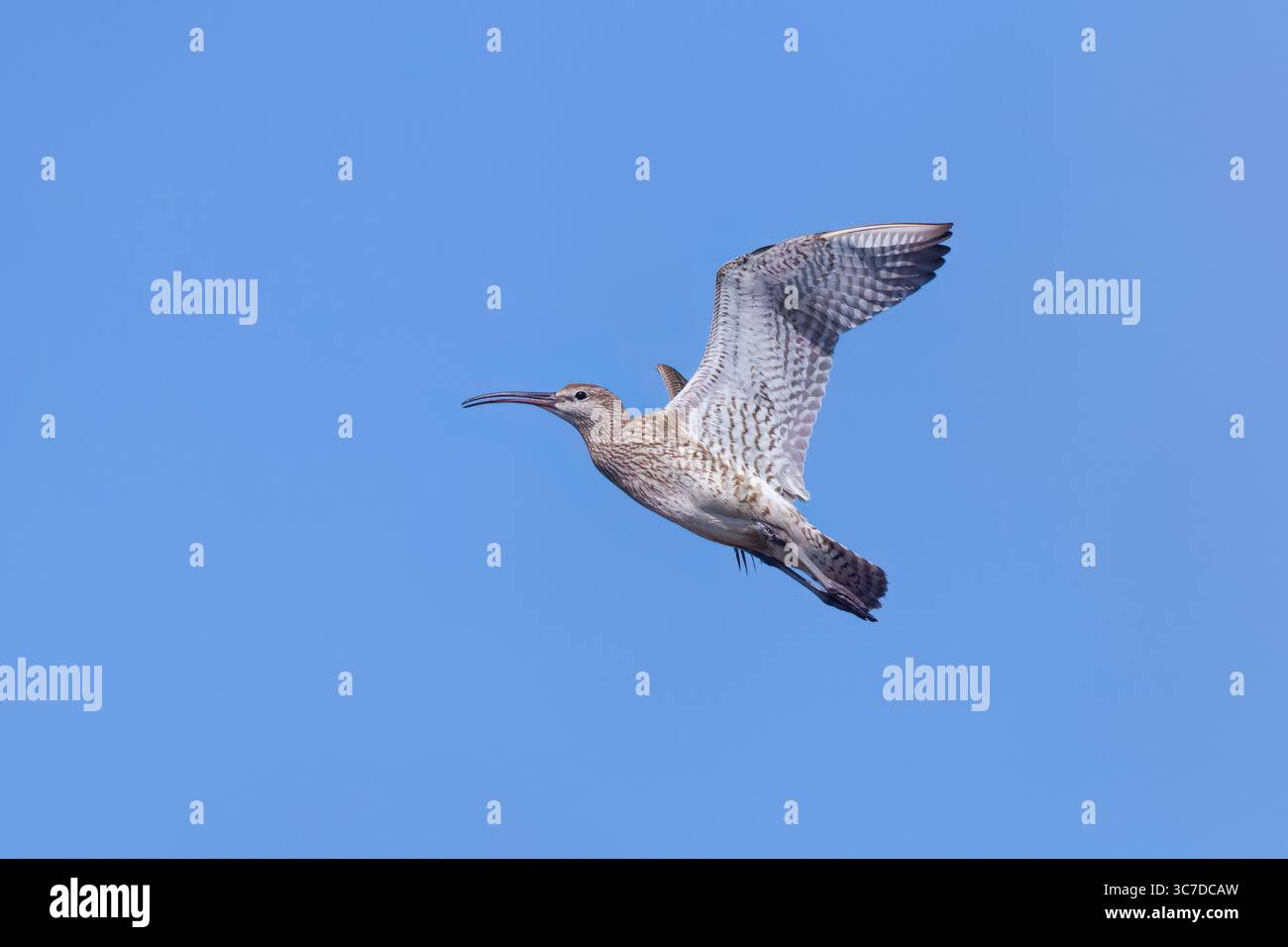Whimbrel en vol sur Mainland Shetland Scotland Banque D'Images