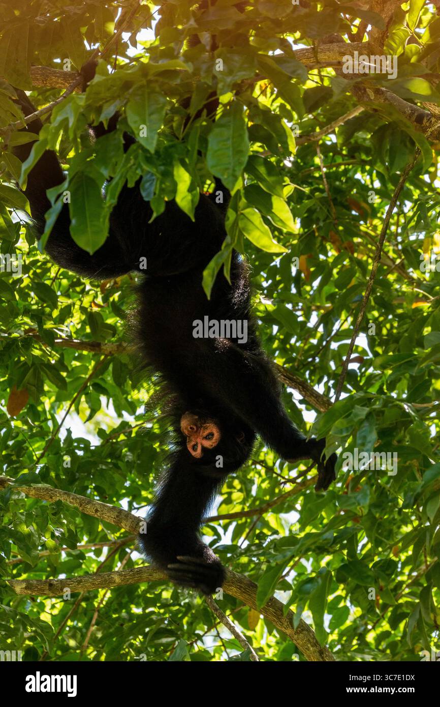 29 septembre 2016, Paramaribo, Province de Paramaribo, Suriname : le singe araignée noire, singe araignée à face rouge ou singe araignée de Guyane est originaire de Guyane, Guyane française, Suriname et du nord-est du Brésil. (Crédit image : © Jon G. Fuller/VW pics via ZUMA Wire) Banque D'Images