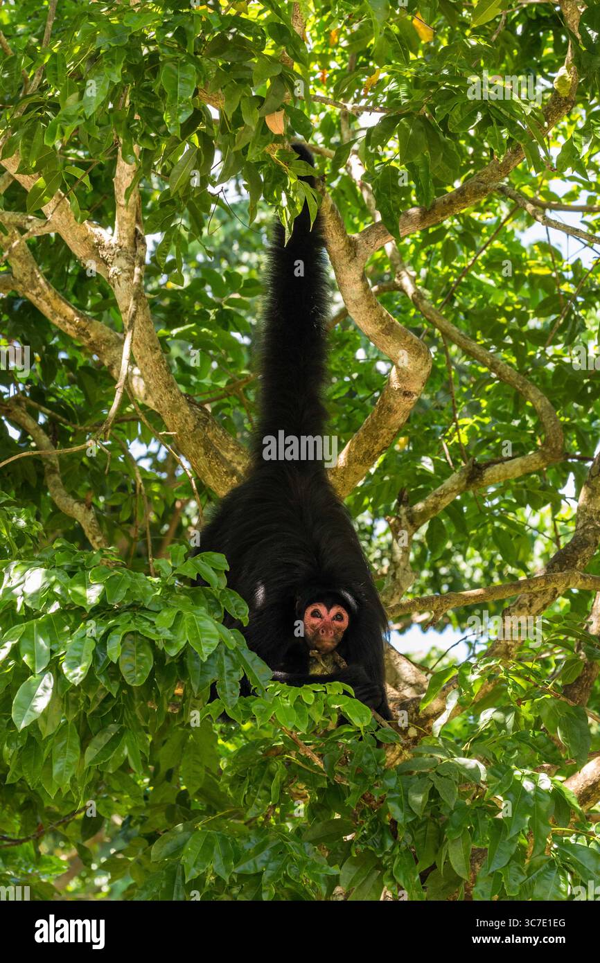 29 septembre 2016, Paramaribo, Province de Paramaribo, Suriname : le singe araignée noire, singe araignée à face rouge ou singe araignée de Guyane est originaire de Guyane, Guyane française, Suriname et du nord-est du Brésil. (Crédit image : © Jon G. Fuller/VW pics via ZUMA Wire) Banque D'Images