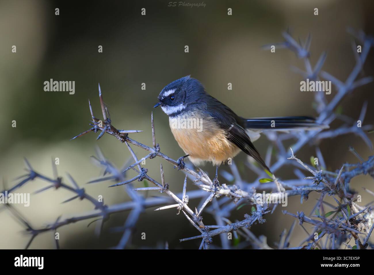 Fantôme néo-zélandais (Rhipidura fuliginosa), ou Pīwakawaka, perché sur des arbustes indigènes avec une queue en éventail et une posture alerte. Banque D'Images