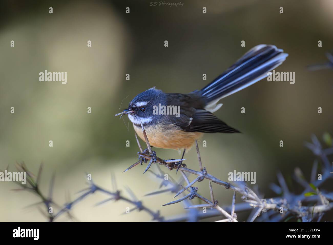 Fantôme néo-zélandais (Rhipidura fuliginosa), ou Pīwakawaka, perché sur des arbustes indigènes avec une queue en éventail et une posture alerte. Banque D'Images