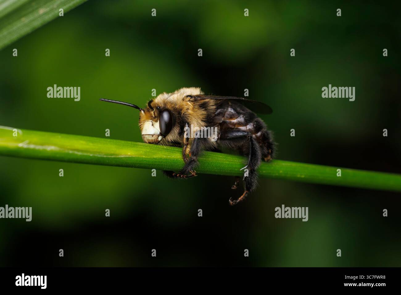 Abeille abrupte Digger (Anthophora abrupta) Banque D'Images