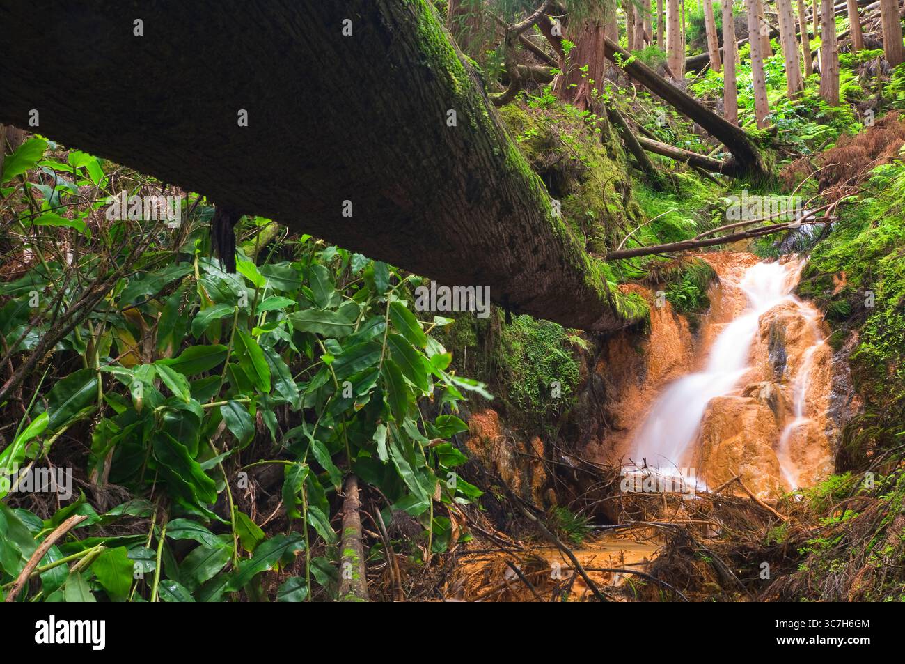 Forêt luxuriante avec une source ferreuse et une petite cascade le long d'un sentier de randonnée dans les Açores, Portugal. Banque D'Images