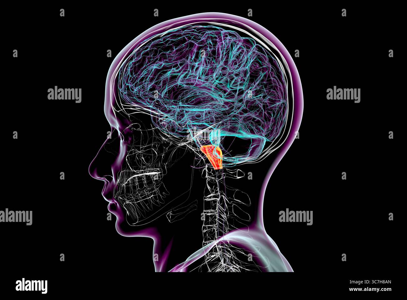 Illustration de la medulla oblongata mise en évidence dans le cerveau humain. Cela contrôle la respiration, le rythme cardiaque et d'autres fonctions vitales du système autonome. Banque D'Images