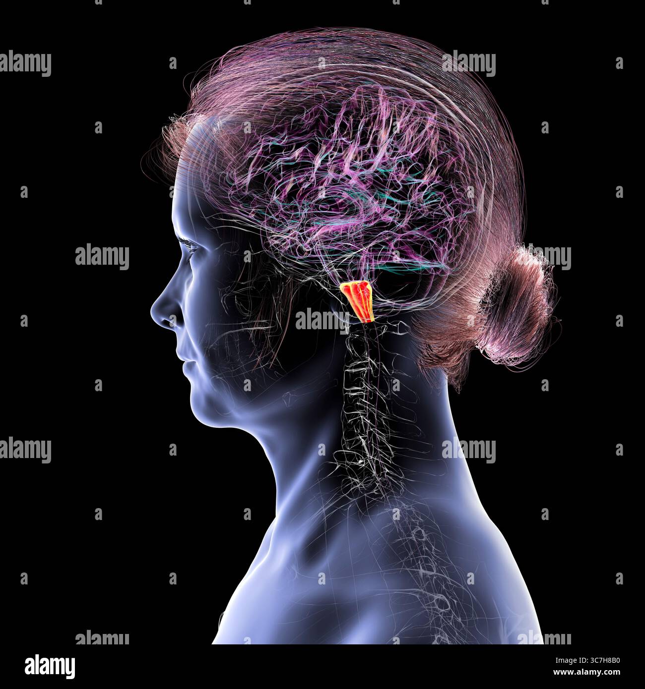 Illustration de la medulla oblongata mise en évidence dans le cerveau humain. Cela contrôle la respiration, le rythme cardiaque et d'autres fonctions vitales du système autonome. Banque D'Images