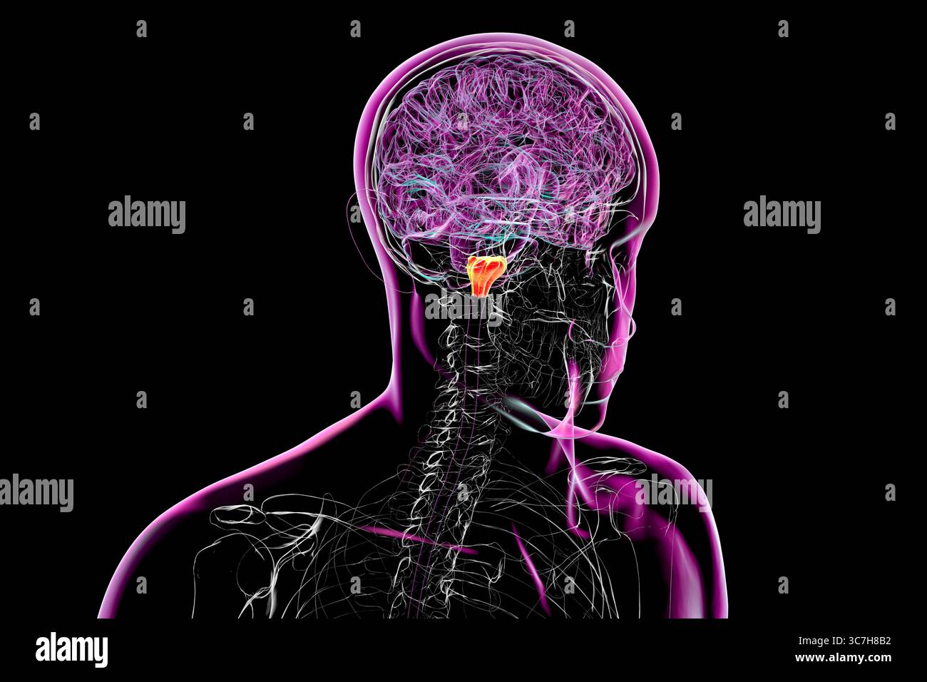 Illustration de la medulla oblongata mise en évidence dans le cerveau humain. Cela contrôle la respiration, le rythme cardiaque et d'autres fonctions vitales du système autonome. Banque D'Images