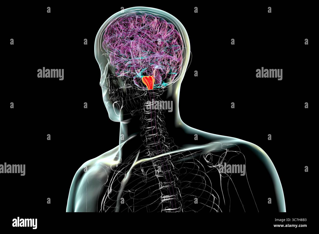 Illustration de la medulla oblongata mise en évidence dans le cerveau humain. Cela contrôle la respiration, le rythme cardiaque et d'autres fonctions vitales du système autonome. Banque D'Images