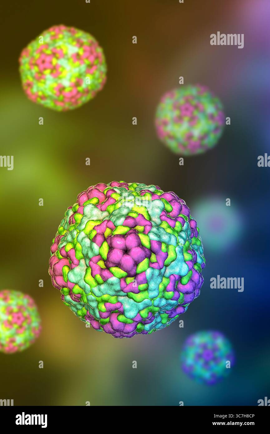 Illustration des entérovirus. Ce sont des virus à ARN (acide ribonucléique) sphériques et non enveloppés responsables de maladies comme la méningite et la myocardite. Banque D'Images