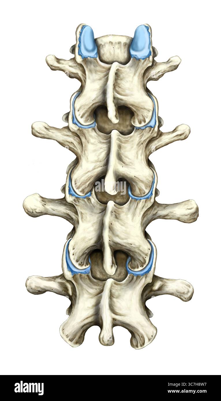 Illustration montrant plusieurs vertèbres lombaires dans une vue dorsale (postérieure). Les apophyses épineuses sont clairement visibles le long de la ligne médiane, faisant saillie vers l'arrière de chaque vertèbre. Les apophyses transversales s'étendent latéralement des deux côtés, formant des repères symétriques. Le cartilage est bleu. Banque D'Images