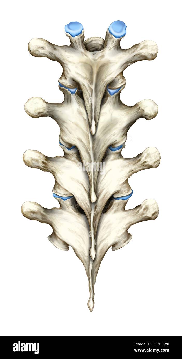 Illustration montrant une vue dorsale (postérieure) de plusieurs vertèbres thoraciques en alignement anatomique. Les structures postérieures clés sont illustrées, telles que les apophyses épineuses et transversales, ainsi que les arcs vertébraux. Banque D'Images