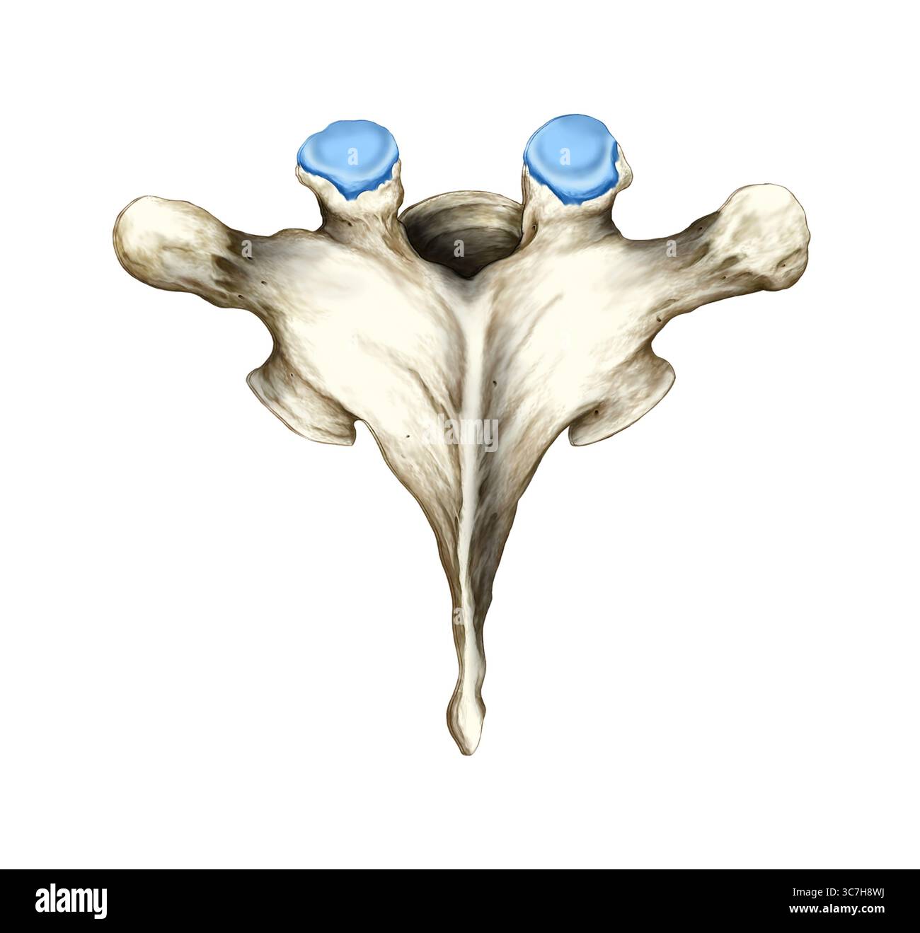 Illustration d'une vue dorsale (postérieure) d'une vertèbre thoracique du niveau T6 à T8. Les apophyses épineuses, les apophyses transversales et les lamelles sont représentées. Banque D'Images