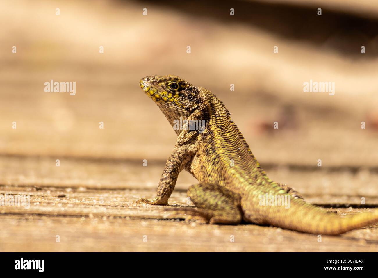 Gros plan d'un lézard à queue bouclée du Nord reposant sous le soleil chaud de Floride Banque D'Images