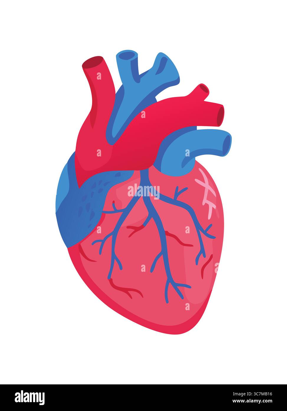 Illustration réaliste de l'anatomie cardiaque avec vaisseaux sanguins Illustration de Vecteur