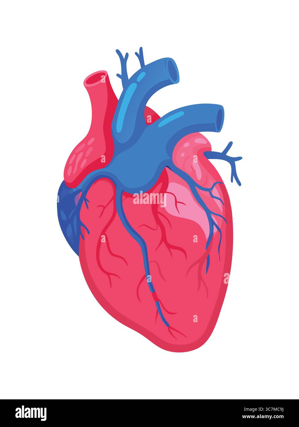 Illustration réaliste de l'anatomie cardiaque avec vaisseaux sanguins Illustration de Vecteur