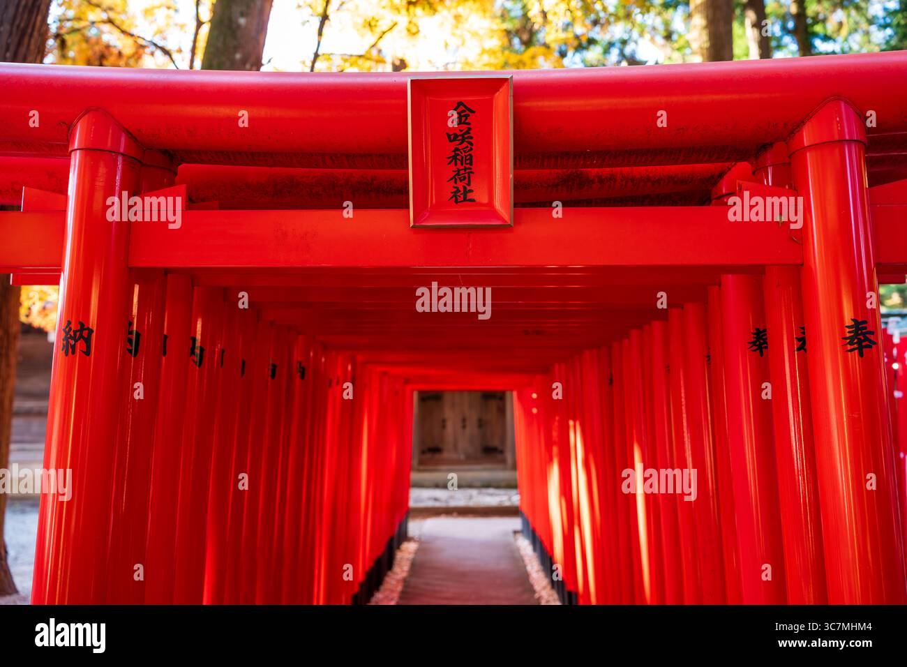 Taga, Shiga, Japon. Des rangées de portes torii rouge vif bordent le chemin du sanctuaire Kanesaki Inari, une filiale de Taga Taisha. Banque D'Images