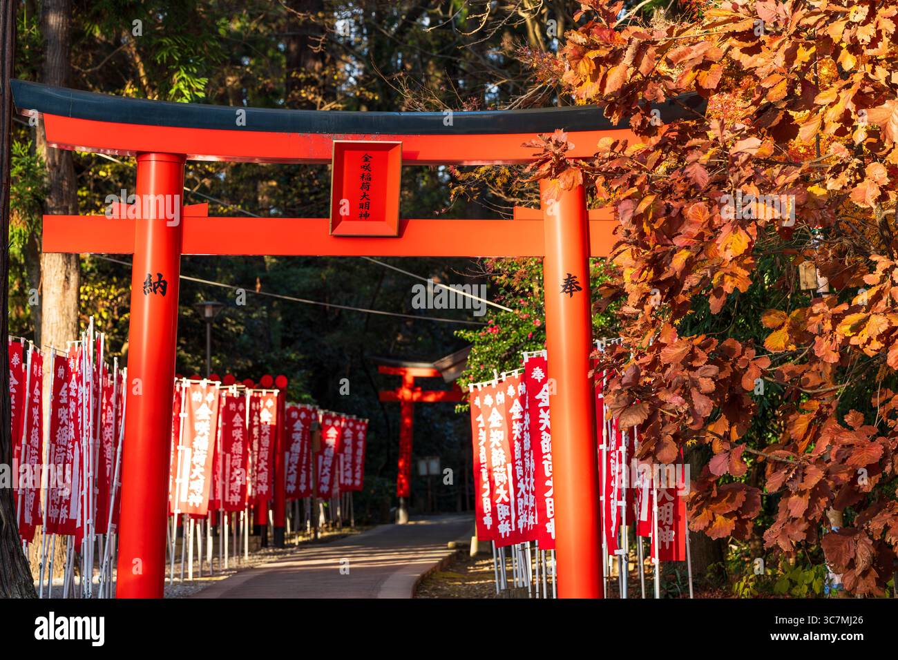 Taga, Shiga, Japon. Des rangées de portes torii rouge vif bordent le chemin du sanctuaire Kanesaki Inari, une filiale de Taga Taisha. Banque D'Images