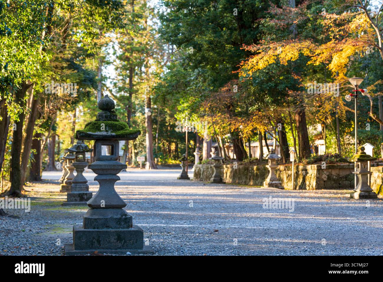 Taga, Shiga, Japon. L'historique Taga Taisha Grand Sanctuaire en automne. Banque D'Images