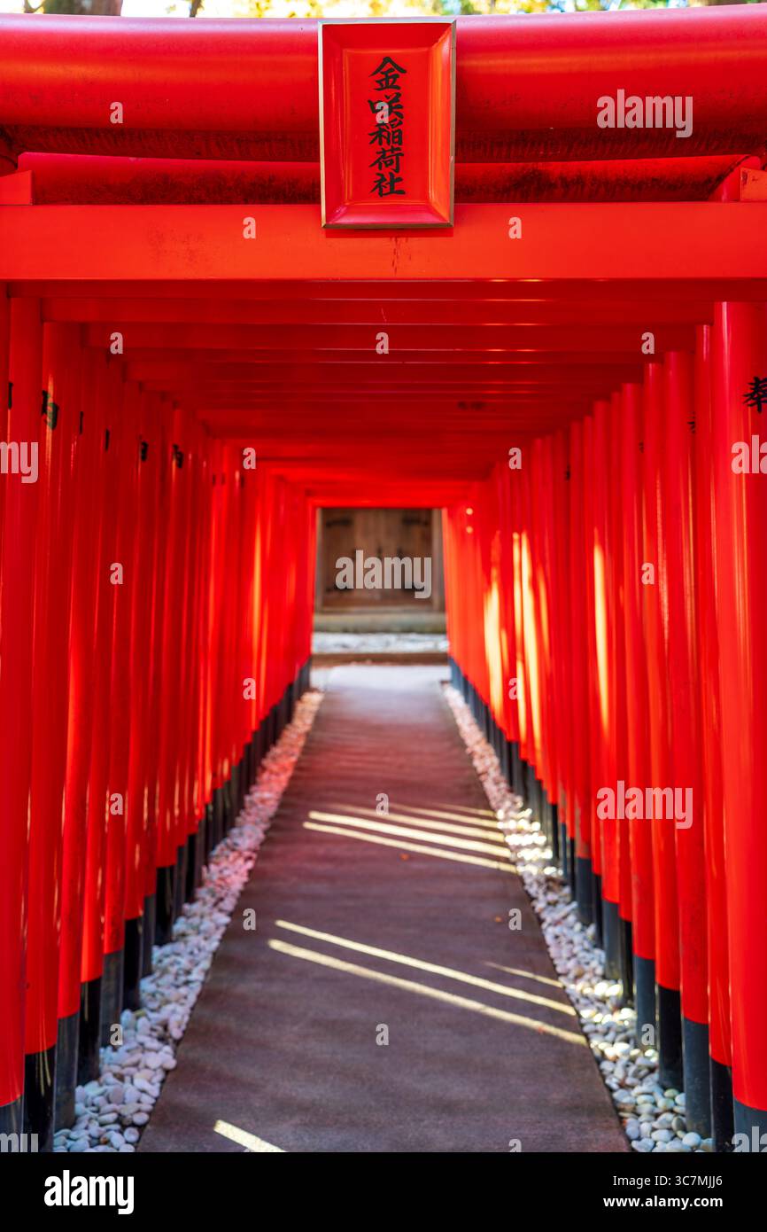 Taga, Shiga, Japon. Des rangées de portes torii rouge vif bordent le chemin du sanctuaire Kanesaki Inari, une filiale de Taga Taisha. Banque D'Images