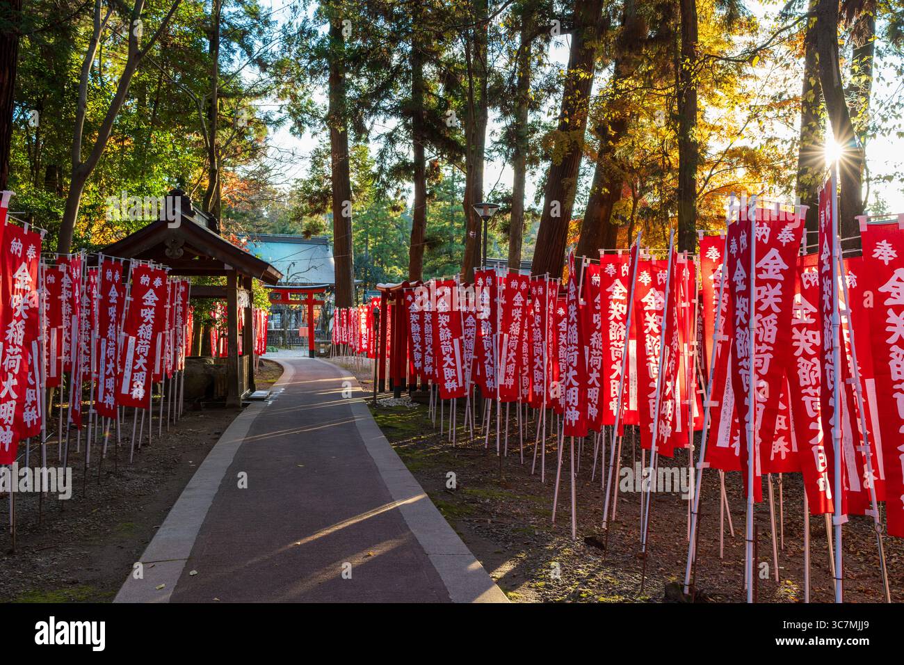 Taga, Shiga, Japon. Des rangées de portes torii rouge vif et de bannières rituelles bordent le chemin du sanctuaire Kanesaki Inari, une filiale de Taga Taisha. Banque D'Images